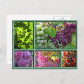 秋ぶどう収穫コラージュ ポストカード (正面/裏面)