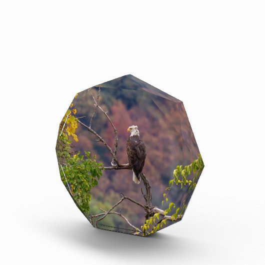 秋を眺める フォトブロック (右)