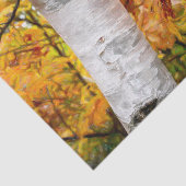 秋イエローフ絵を描ォレスト葉樺の木ツリー 薄葉紙 (詳細)