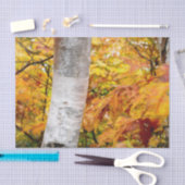 秋イエローフ絵を描ォレスト葉樺の木ツリー 薄葉紙 (クラフト)