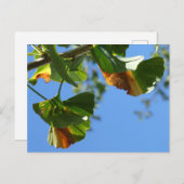 秋イチョウ離れロバDIY葉書 ポストカード (正面/裏面)