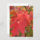 秋インニューイングランドはがき ポストカード (正面/裏面)