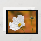 秋インノースコンウェイニューハンプシャー ポストカード (正面/裏面)