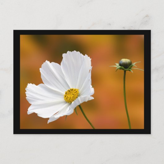 秋インノースコンウェイニューハンプシャー ポストカード (正面)