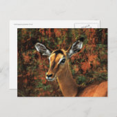 秋インパラファンタジー ポストカード (正面/裏面)