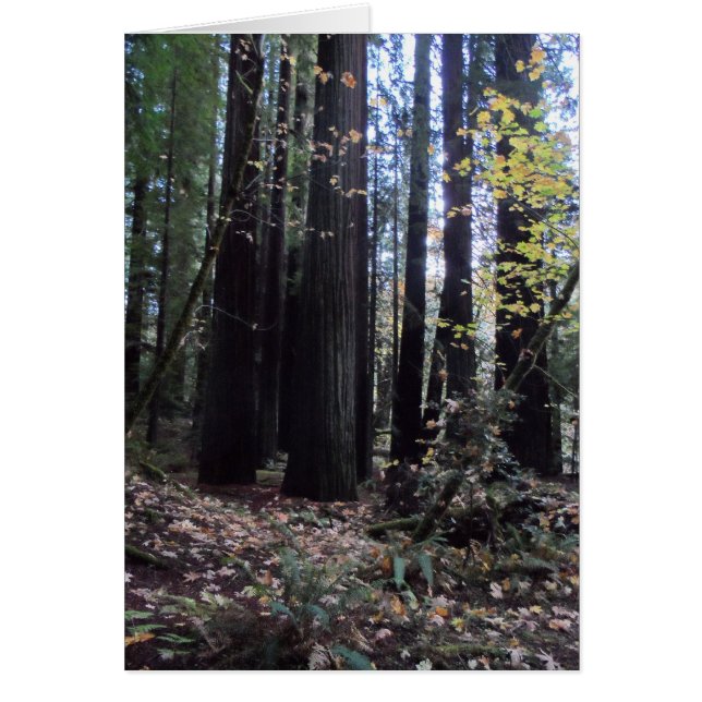 秋イン・レッドウッド (正面)