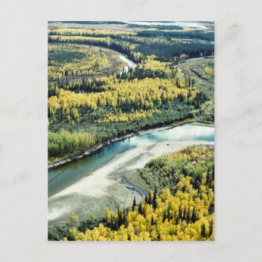 秋オンユーコンフラッツ国立野生生物保護区 ポストカード (正面)