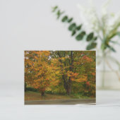 秋カエデ ポストカード (スタンド正面)