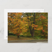 秋カエデ ポストカード (正面/裏面)