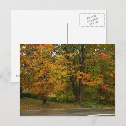 秋カエデ ポストカード (正面/裏面)