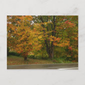 秋カエデ ポストカード (正面)