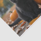 秋カボチャ甘い黒の子猫デクページ 薄葉紙 (詳細)