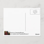 秋カラフルの木の写真はがき ポストカード (裏面)