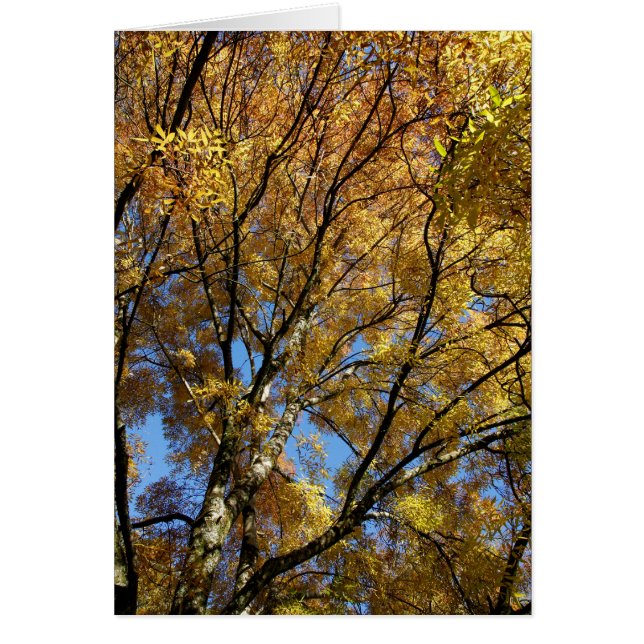 秋カラフルの木 (正面)