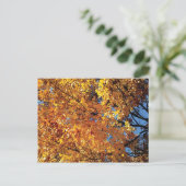 秋カラーラシン ポストカード (スタンド正面)