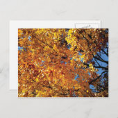 秋カラーラシン ポストカード (正面/裏面)