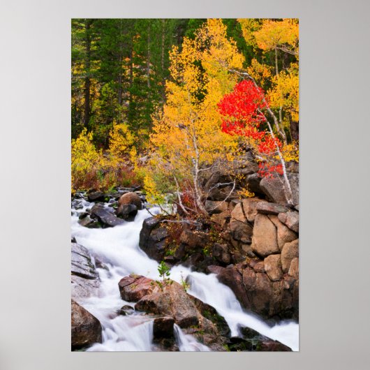 秋カラー、ビショップ・クリーク沿い（カリフォルニア州） ポスター (正面)