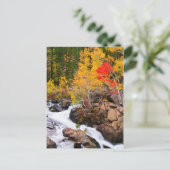 秋カラー、ビショップ・クリーク沿い(カリフォルニア州) ポストカード (スタンド正面)