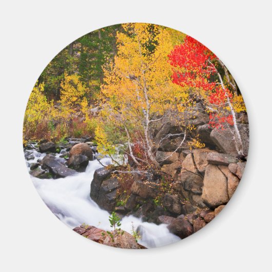 秋カラー、ビショップ・クリーク沿い（カリフォルニア州） マグネット (正面)