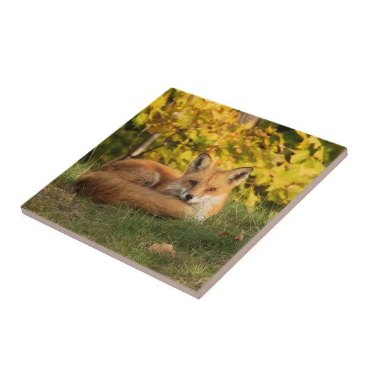 秋キツネ タイル (側面)