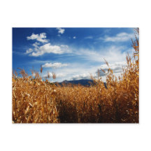 秋コーンフィールド