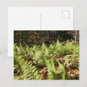 秋シダ ポストカード (正面/裏面)