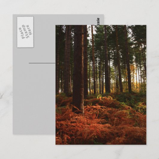 秋シダ ポストカード (正面/裏面)