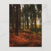 秋シダ ポストカード (正面)