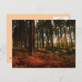 秋シダ ポストカード (正面/裏面)