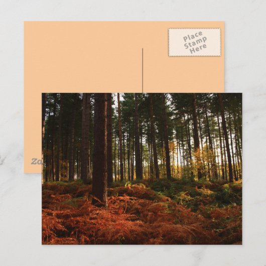 秋シダ ポストカード (正面/裏面)