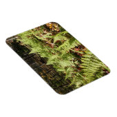 秋シダ マグネット (右側)