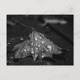 秋シャワー ポストカード