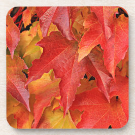 秋シーズンコースター コースター