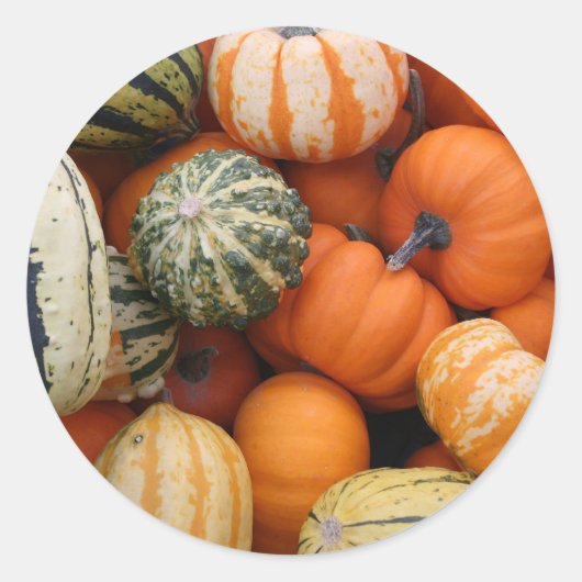 秋スカッシュハーベスト ラウンドシール (正面)