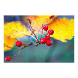 秋スタイリッシュのサンザシの実 フォトプリント           