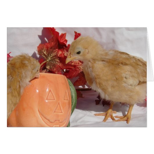 秋チックス (正面横)