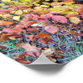 秋ツタ ポスター (角)