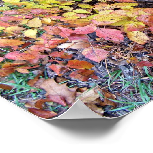 秋ツタ ポスター (角)