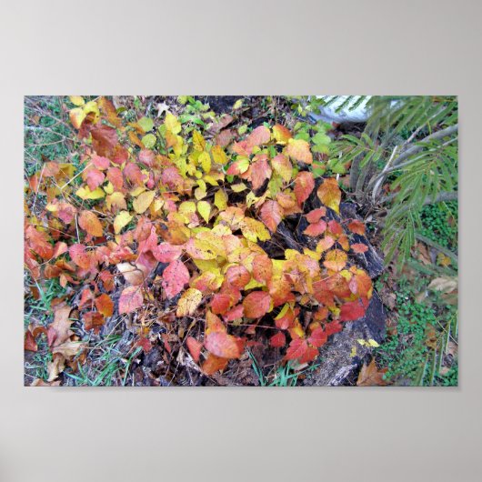 秋ツタ ポスター (正面)