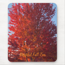 秋ツリー写真 |