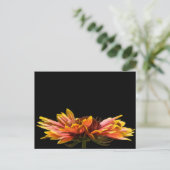 秋デイジー花はがき ポストカード (スタンド正面)