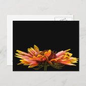 秋デイジー花はがき ポストカード (正面/裏面)