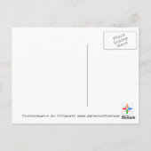 秋デイジー花はがき ポストカード (裏面)