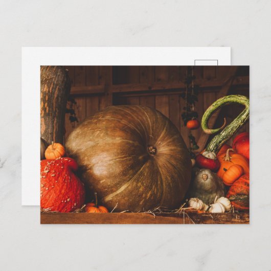 秋ハーベストカボンプキンズグルズサンクスギビング秋 ポストカード (正面/裏面)