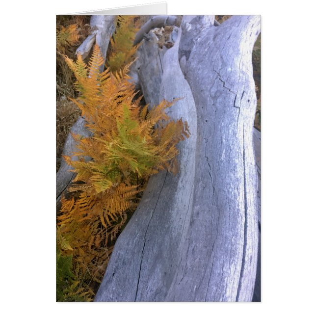 秋フォレストブレスケンス (正面)