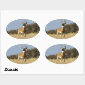 秋ホワイトテールバック 楕円形シール (シート)