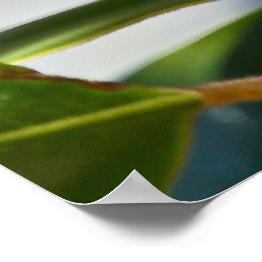 秋マグノリア種子ポッド ポスター (角)