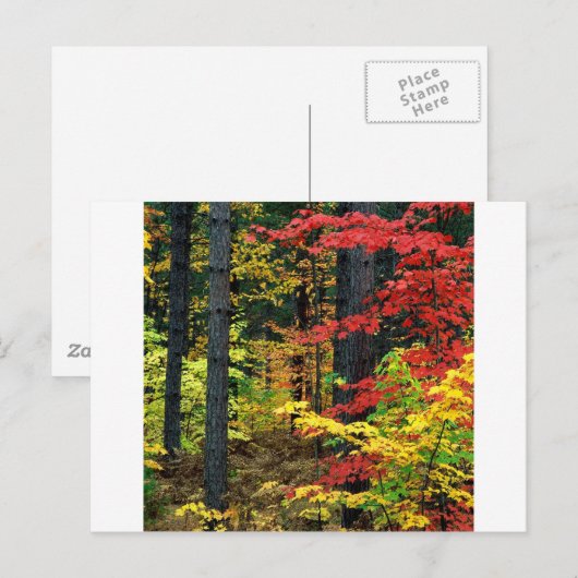 秋ミシガン ポストカード (正面/裏面)