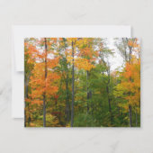 秋メープルツリーズ秋の自然写真 (正面)