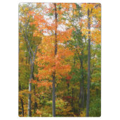 秋メープルツリーズ秋の自然写真 クリップボード (裏面)